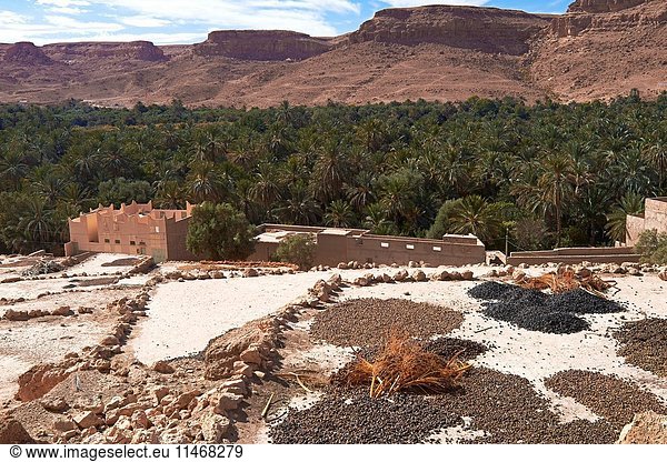 Tafilalet Oasis Tafilalt Oasis Gorges du Ziz Ziz Valley Ziz Gorges Tafilalet region Morocco North Africa.