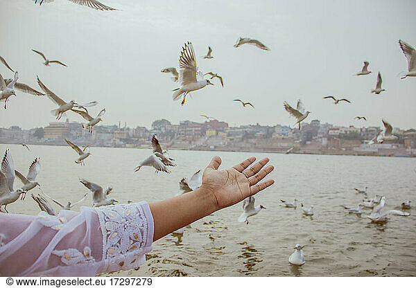 Tagsüber fliegende Vögel im Hafenbecken