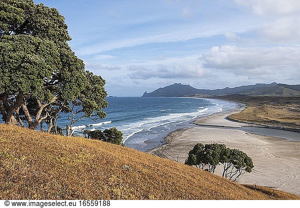 Taiharuru bei Parua Bay und Whangarei  Nordinsel  Neuseeland