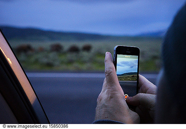 Taking a photograph with a smartphone of wildlife out a car window