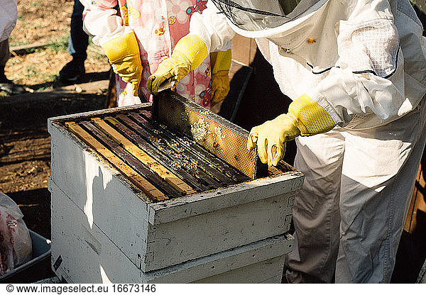 Taking out the honey at the bee farm