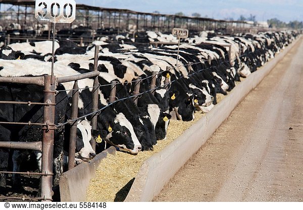 Tal  Arroganz  Rind  füttern  80  Rindfleisch  Rind  Kalifornien