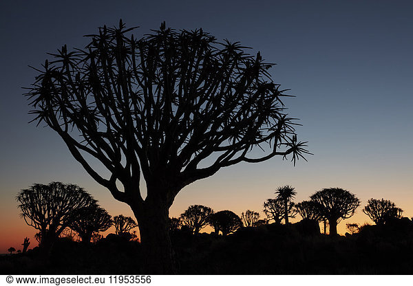 Tall African Baobab trees  Quiver trees  Adansonia  silhouettes at dusk at Keetmanshoop.