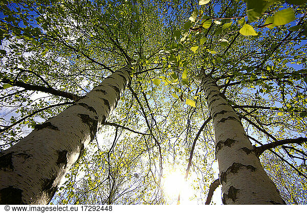 Tall birch trees by sky during sunny day
