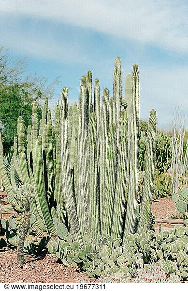 Tall cactus surrounding by brown dirt