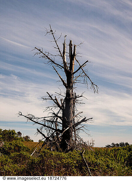 Tall dead tree with broken branches and clear sky