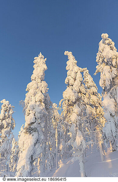 Tall frozen trees under clear blue sky