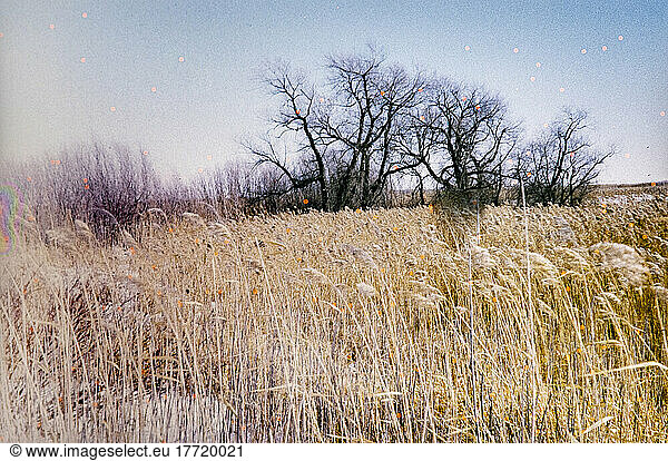 Tall grasses and leafless trees and shrubs in the vast countryside  taken on a Zorki vintage camera (35mm  Fuji Velvia 50 slide film  introduced in the Soviet Union in 1948  film expired in 1994)  Clear Lake  Riding Mountain National Park  Manitoba; Manitoba  Canada