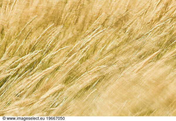 Tall grasses blowing in the wind  Calafate  Argentina.
