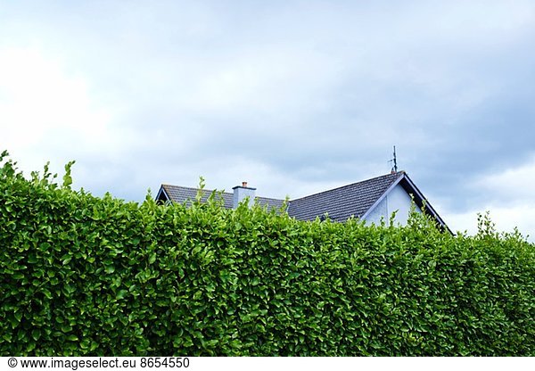 Tall green boundary hedge with house behind