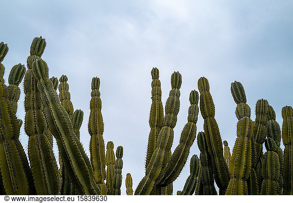 Tall large fronds of Cacti