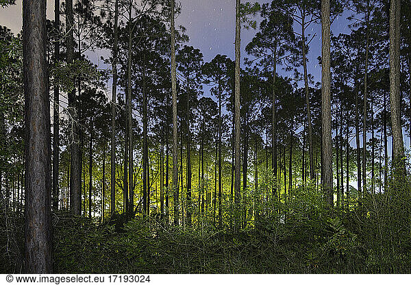 Tall Log Pines in Florida State Park