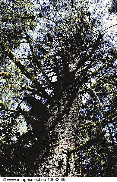 Tall  mossy conifer tree in the temperate rainforest of Glacier Bay National Park  Alaska.