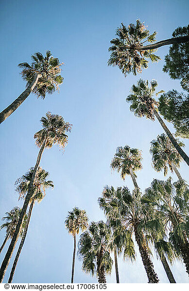 Tall palm trees at park against clear blue sky