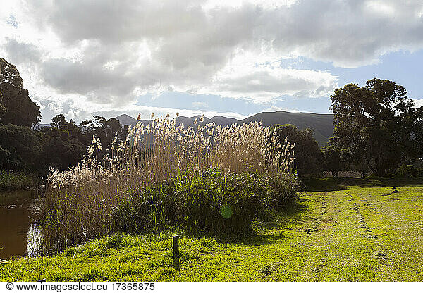 Tall reeds near Klein River  waters edge