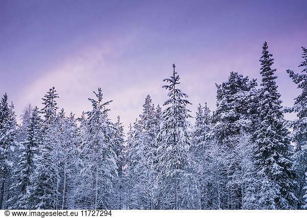Tall  snow covered forest trees against purple winter sky  Lapland  Finland