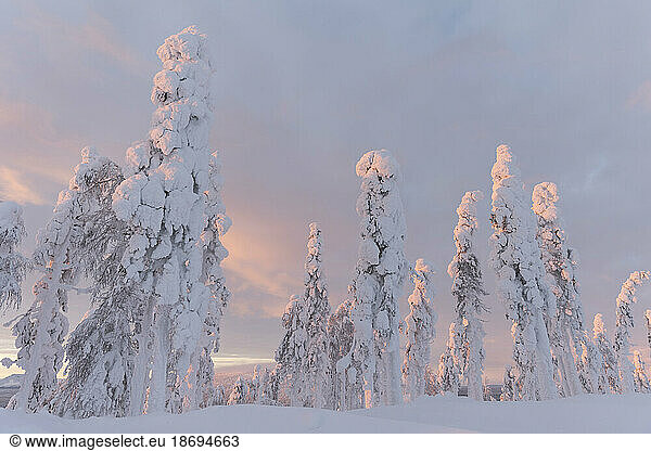 Tall snow covered trees under sky