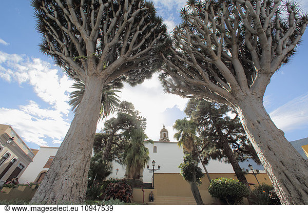 Tall tree, building on background