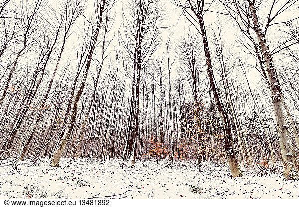 Tall trees in a forest at wintertime with withered beech leaves in beautiful orange colors