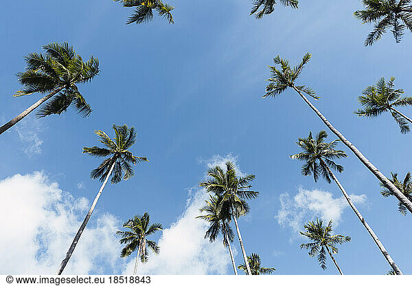 Tall tropical palm trees under blue sky