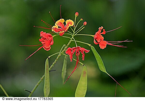Tamarinde (Tamarindus indica)  Kota Kinabalu  Sabah  Borneo  Malaysia  Asien