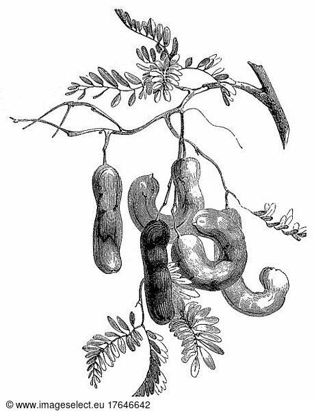 Tamarinden  Früchte des Tamarindenbaums  digital restaurierte Reproduktion einer Originalvorlage aus dem 19. Jahrhundert