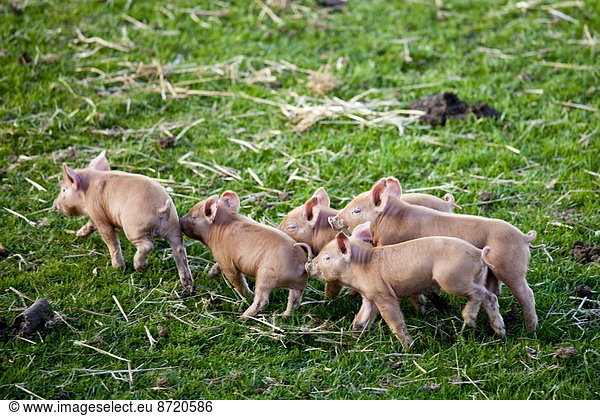 Tamworth piglets at the Cotswold Farm Park at Guiting Power in the Cotswolds  Gloucestershire  UK