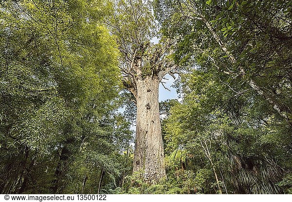Tane Mahuta  Herr des Waldes  größte Agathis australis (Agathis australis)  Waipoua Forest  Nordland  Nordinsel  Neuseeland  Ozeanien