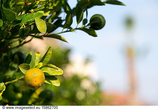 Tangerine trees with unripe fruits and green leaves
