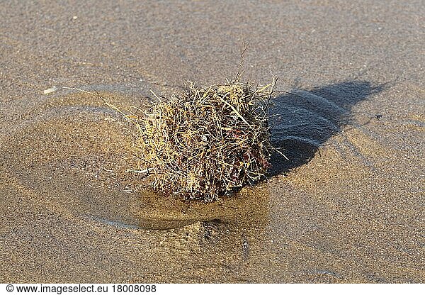Tangle Ball' naturally formed ball of debris on beach strandline  Gower Peninsula  West Glamorgan  South Wales  United Kingdom  Europe