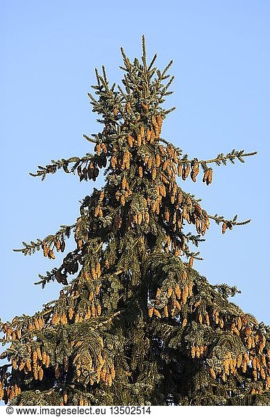 Tannenbaum (Abies) mit Zapfen im Abendlicht  Deutschland  Europa