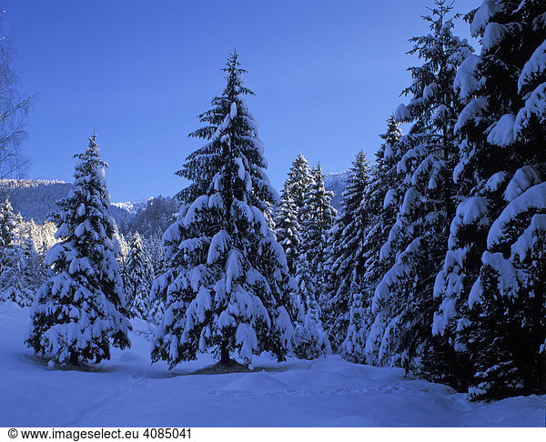 Tannenwald Fichtenwald im Winter Schnee