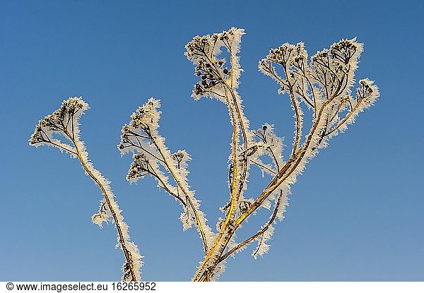 Tansy ( Tanacetum vulgare) with hoarfrost  winter  Lower Saxony  Germany  Europe