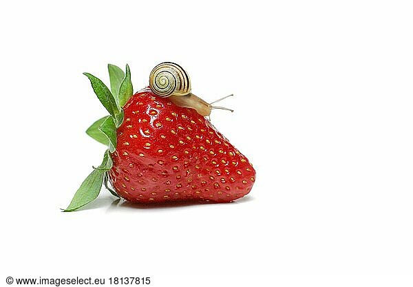 Tape snail on strawberry  tape snail  snail plague  snail food