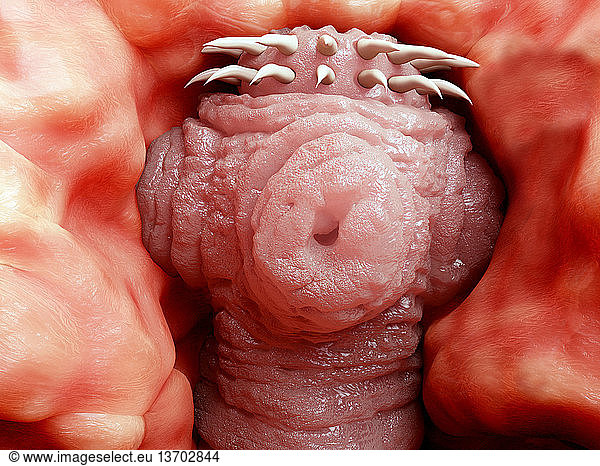 Tapeworms are a species of parasitic flatworms. They live in the digestive tracts of vertebrates. 3D computer illustration.