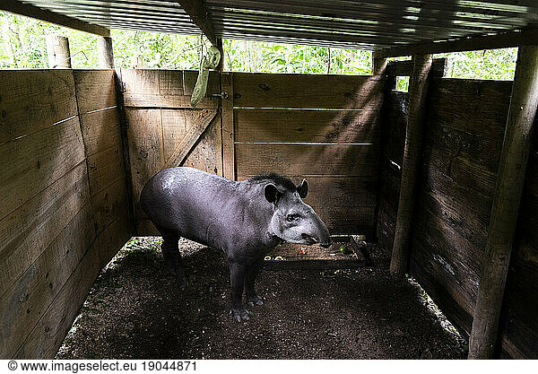 Tapir on the atlantic rainforest inside wooden pen