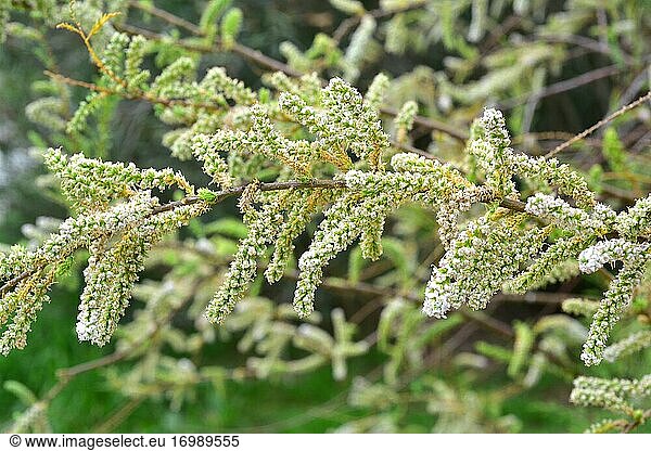 Taray o atarfe (Tamarix boveana) ist ein Strauch oder kleiner Baum  der in Ostspanien und Nordafrika heimisch ist. Blumen und unreifen Früchten Detail.