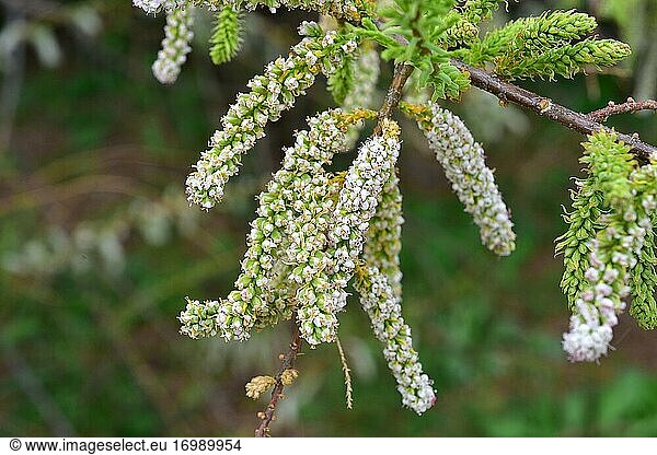 Taray o atarfe (Tamarix boveana) ist ein Strauch oder kleiner Baum  der in Ostspanien und Nordafrika heimisch ist. Blumen und unreifen Früchten Detail.