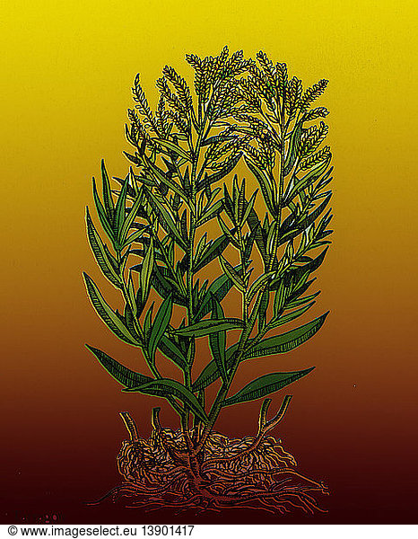 Tarragon  Perennial Herb