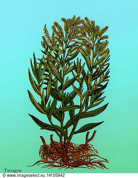 Tarragon  Perennial Herb