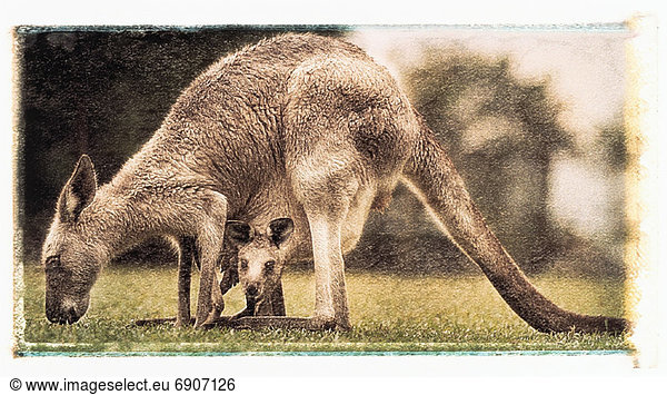 Tasche  Gras  essen  essend  isst  Australien  Kängurubaby  Känguru  Beutel  Queensland