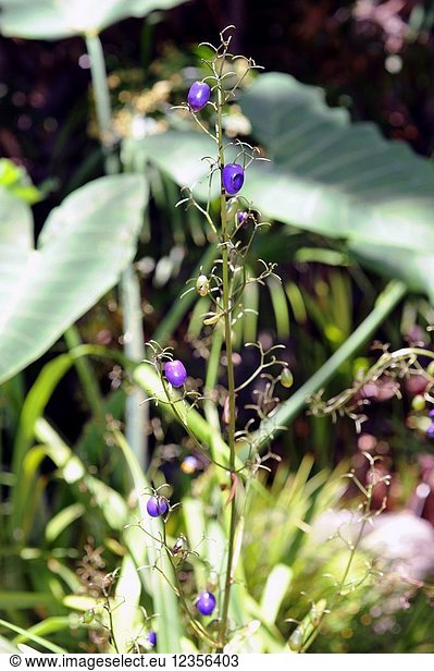 Tasmanian flax-lily (Dianella tasmanica) is a perennial herb native to southeastern Australia. Fruits detail.