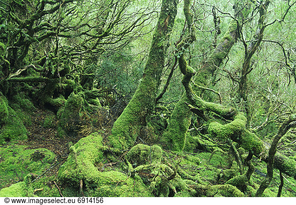Tasmanien  Gemäßigter Regenwald