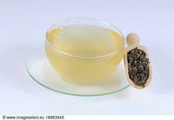 Tasse Herzblättriger Houttuynia-Kräutertee (Houttuyniae Herba)  Yu Xing Cao