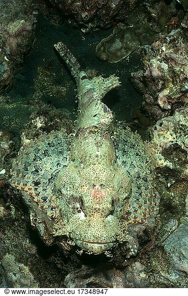 Tassled Scorpionfish (Scorpaenopsis oxycephala) camouflaged in coral reef  Similan Islands  Andaman Sea  Thailand  Asia