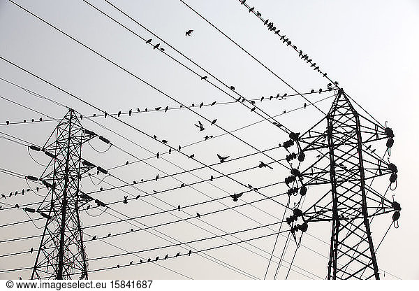 Tauben auf Stromleitungen in Kalkutta  Indien.