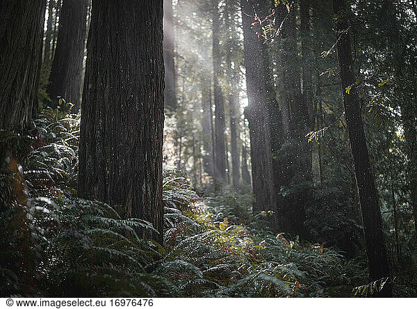 Tauber Redwood Wald in Kalifornien