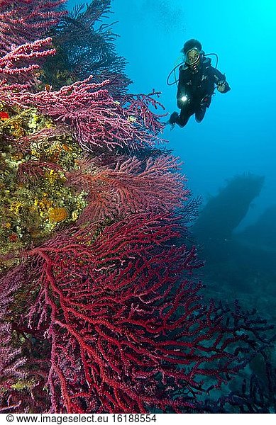 Taucher an Riff im Mittelmeer  Rote Gorgonie (Paramuricea clavata)  Mittelmeer  Sardinien  Italien  Europa