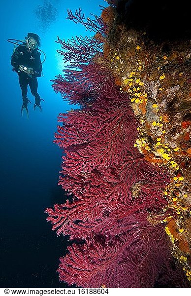 Taucher an Riff im Mittelmeer  Rote Gorgonie (Paramuricea clavata)  Mittelmeer  Sardinien  Italien  Europa