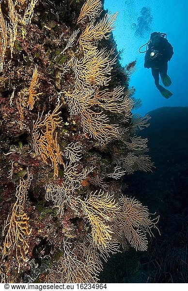 Taucher und Gelbe Mittelmeer-Gorgonie (Eunicella cavolinii)  Hornkoralle  Mittelmeer